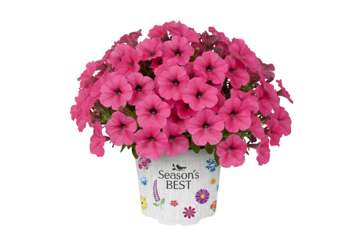 Seasonal Colours mix - Eenjarige planten - Diverse kleuren