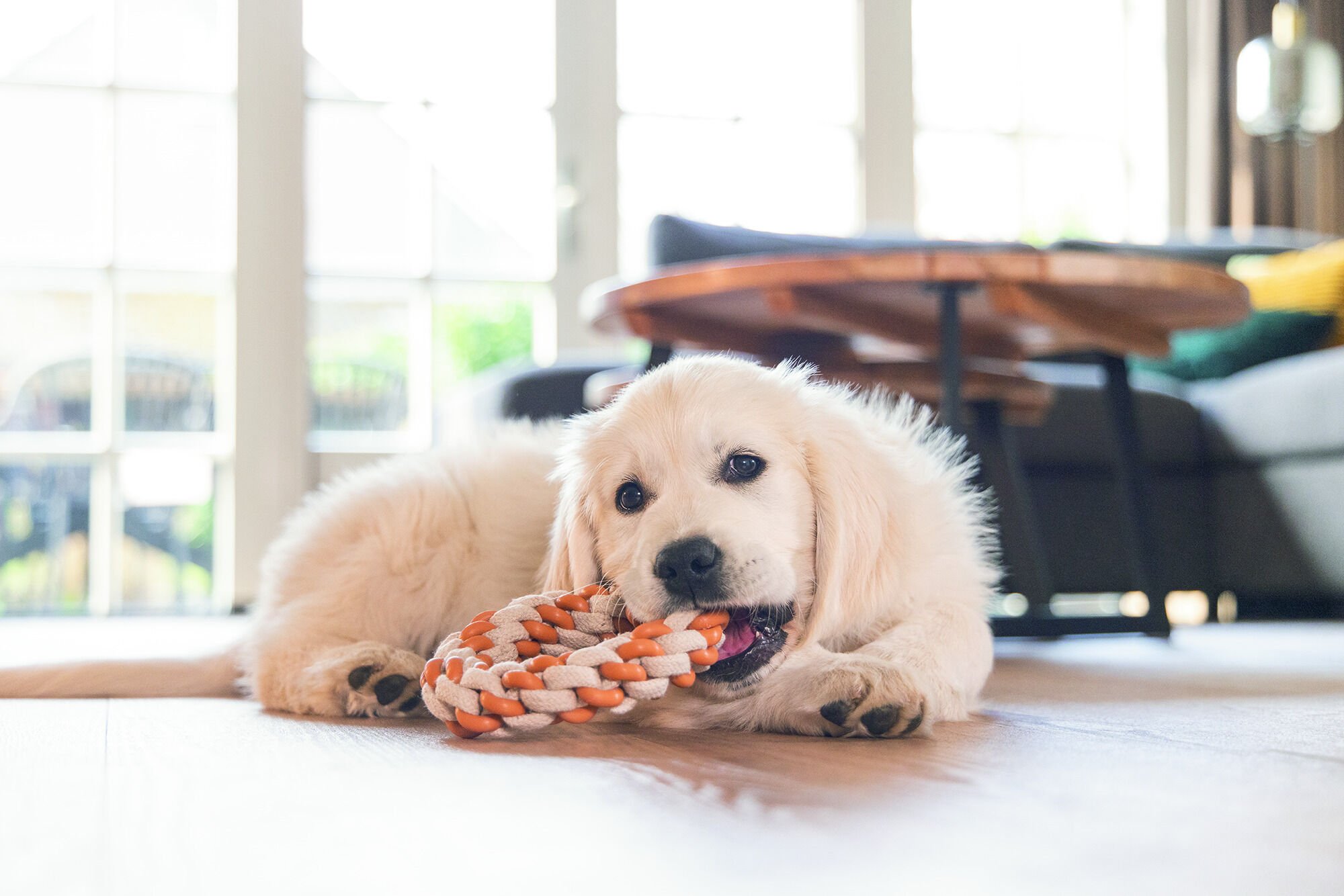  Beeztees Dental Touwring Mik - Puppyspeelgoed 