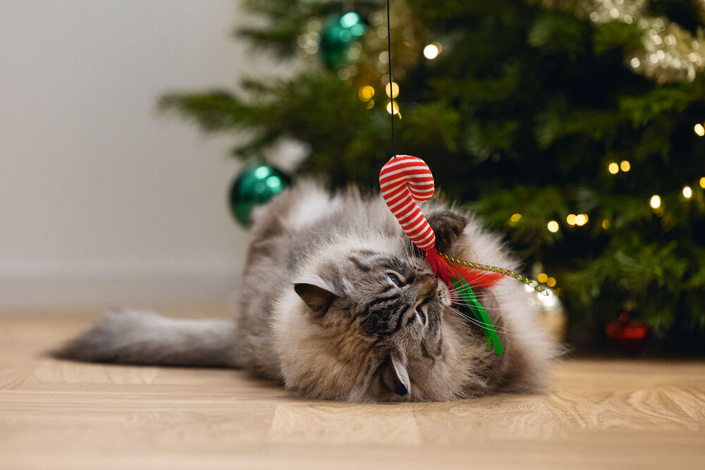 Beeztees Kattenhengel Zuurstok - Kattenspeeltje - Multi - 40 cm