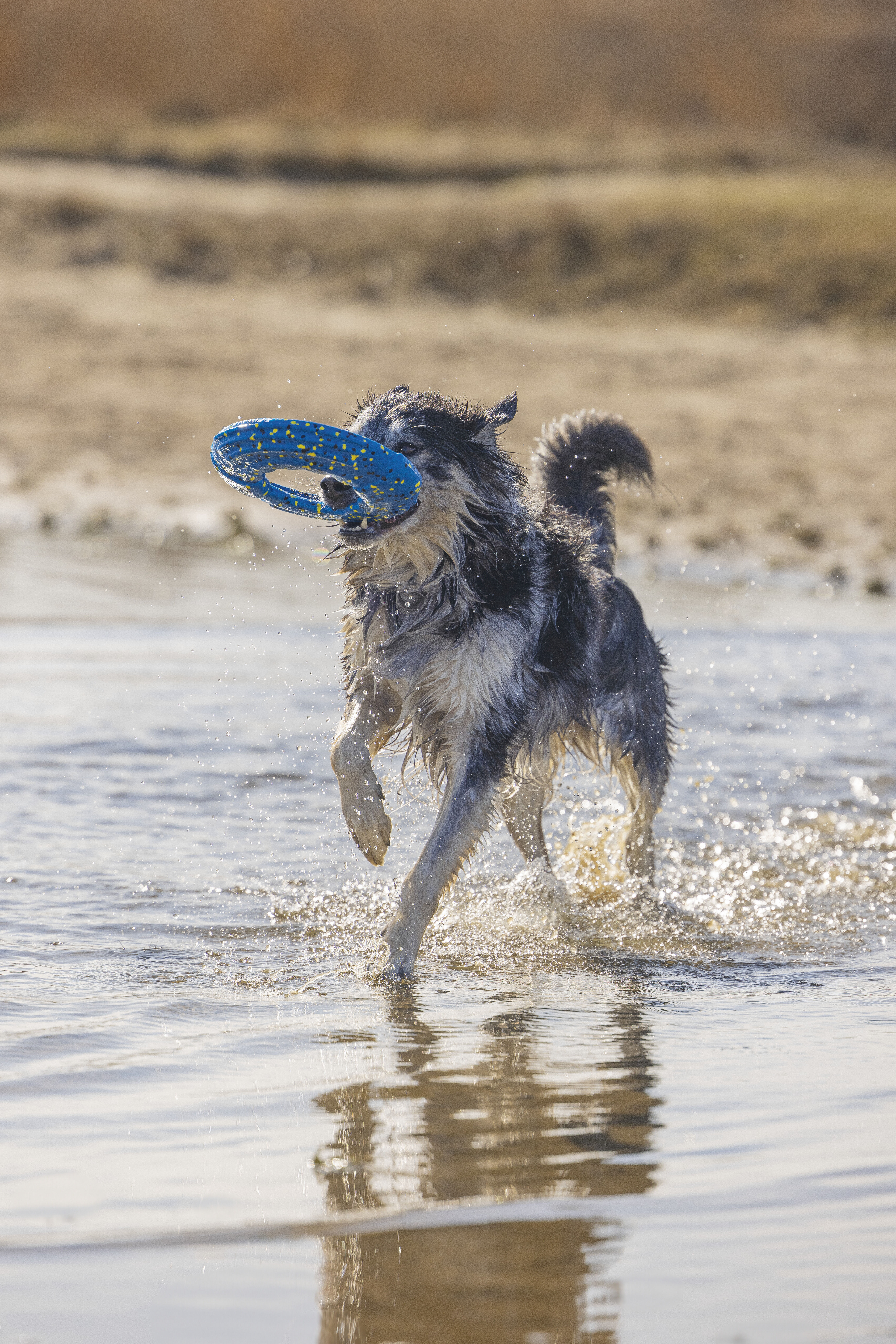 Beeztees Gisa Fetch Frisbee - Hondenspeelgoed