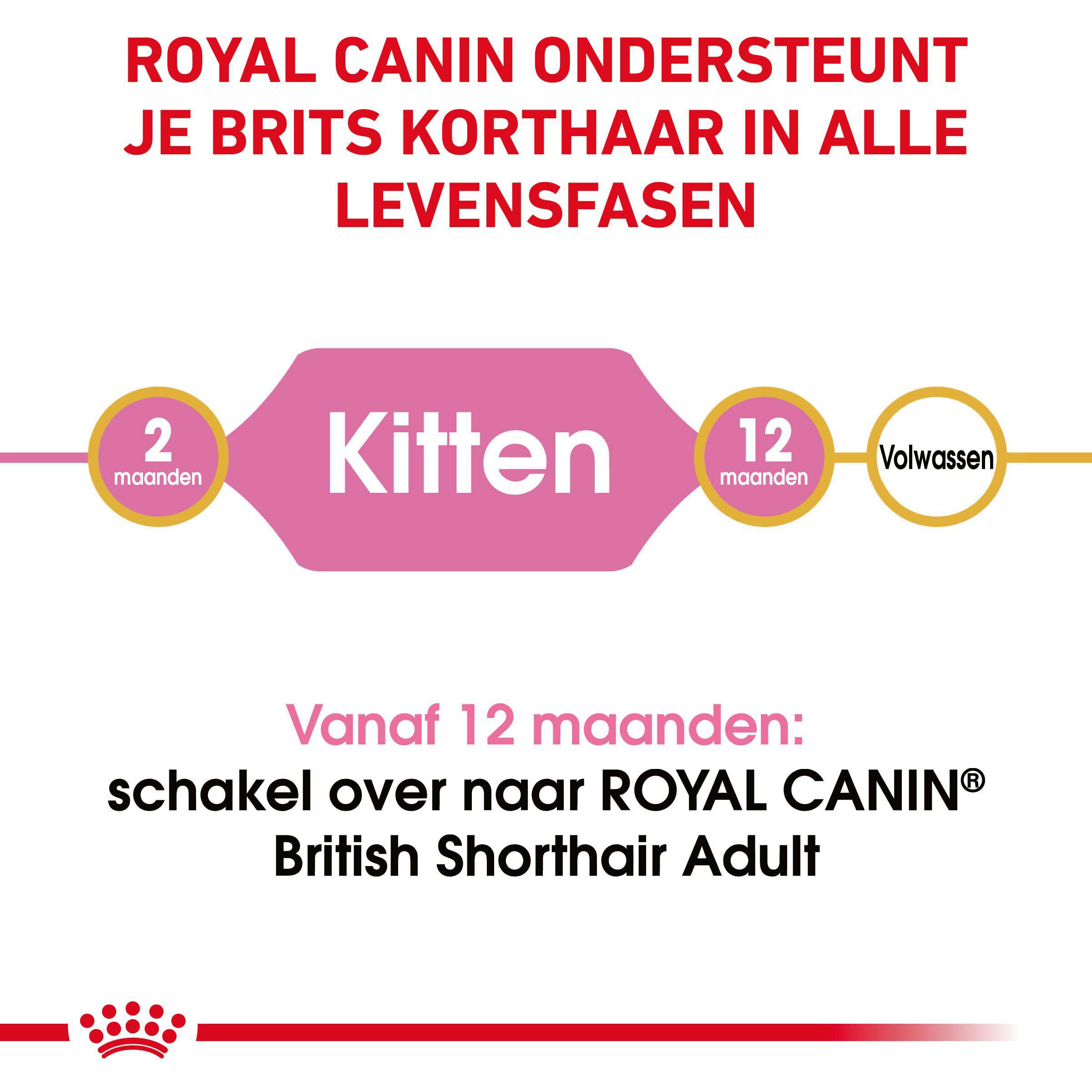 Royal Canin Britse Korthaar Kitten - Kattenvoer - 10 Kilogram - Gevogelte
