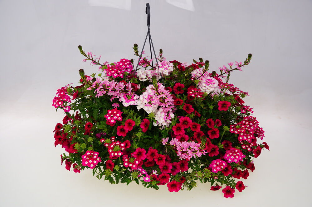 Festival Colours Perkplanten mix - Eenjarige planten - Diverse kleuren