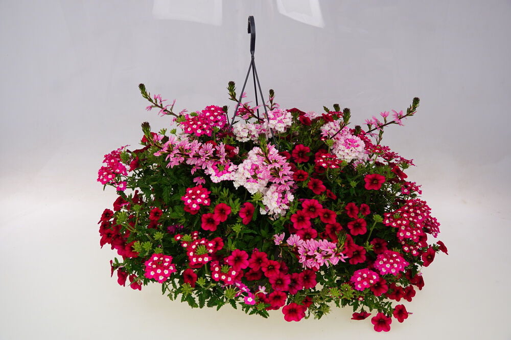 Festival Colours Perkplanten mix - Eenjarige planten - Diverse kleuren