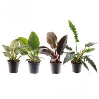 Philodendron - Kamerplant