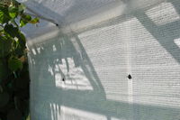 Royal Well Schermgaas - Kas accessoire - 1,8 x 5 meter