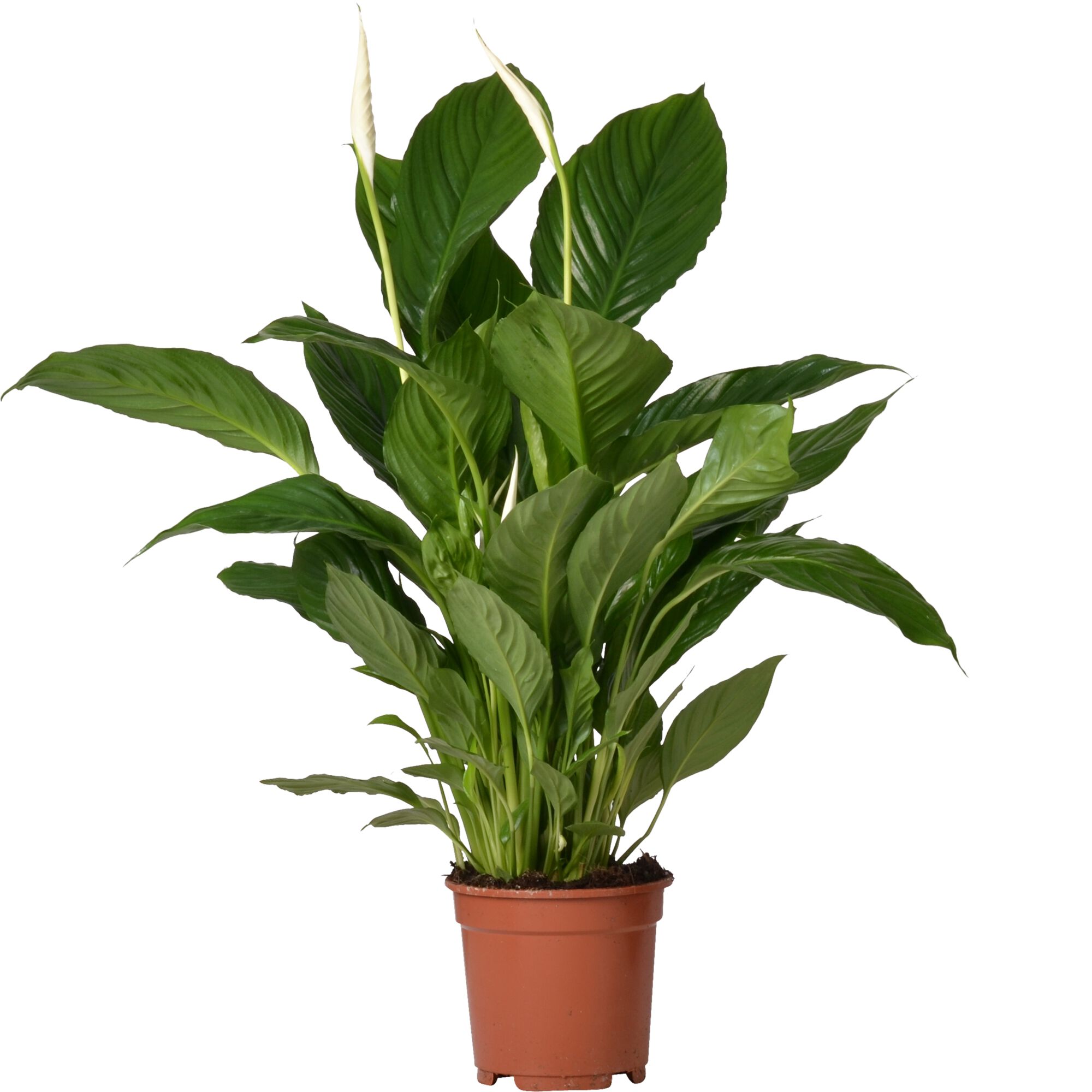 Spathiphyllum Vivaldi (lepelplant) - Kamerplant