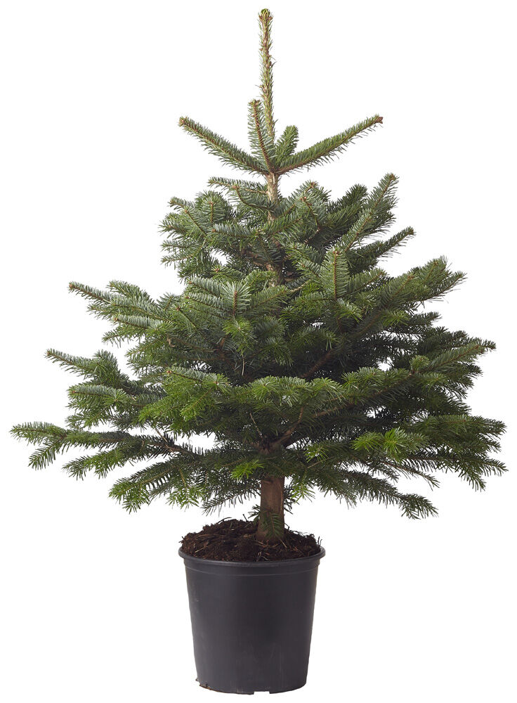 Nordmann in pot - Kerstboom - 100 cm Nordmann in pot - Kerstboom - 100 cm