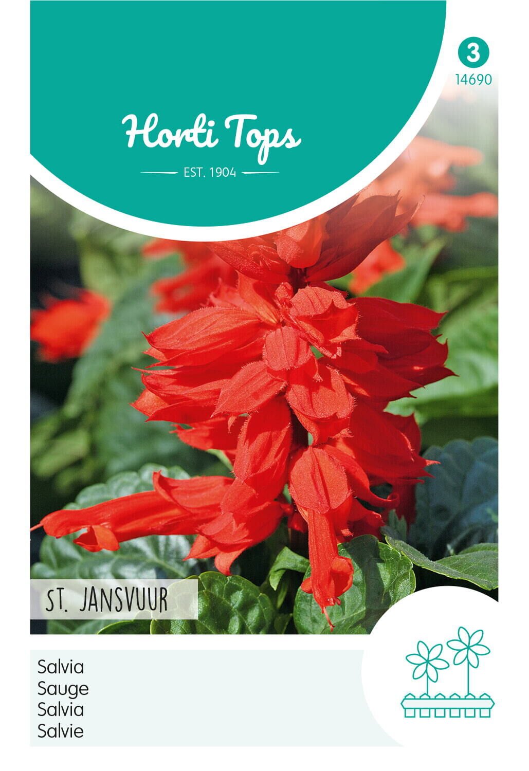 Hortitops Salvia st Jansvuur - Bloemzaden