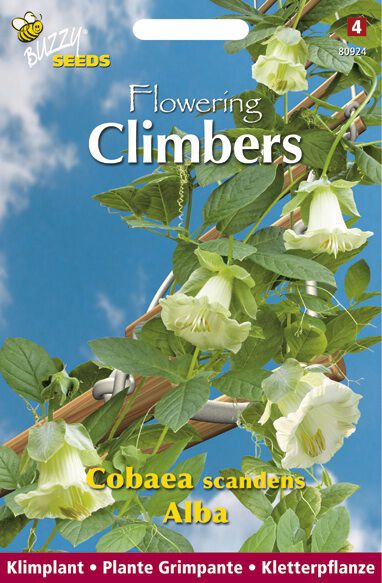 Buzzy Climbers Cobaea Alba - Bloemzaden Buzzy Climbers Cobaea Alba - Bloemzaden