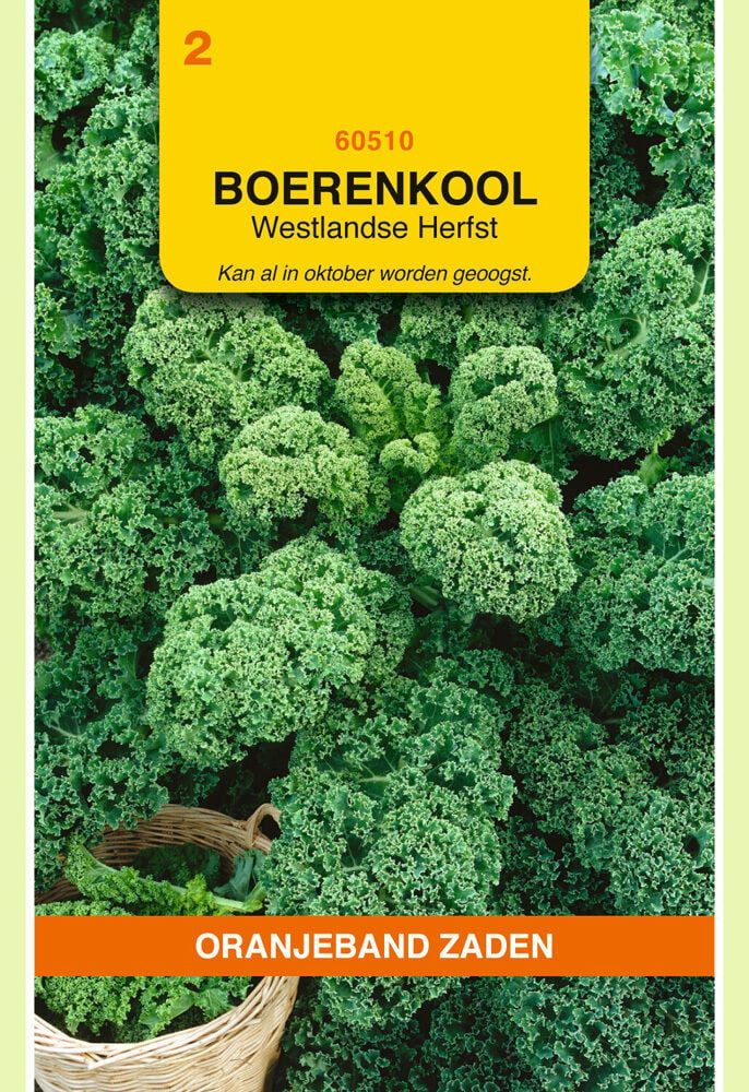 Oranjeband zaden Boerenkool Westlandse herfst - Groentezaden