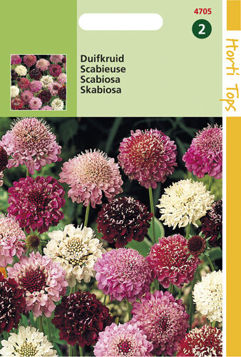 Hortitops Duifkruid Scabiosa atropurpurea<br />
 - Bloemzaden