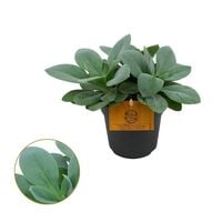Senecio Cephalophorus - Vetplant - Kamerplant