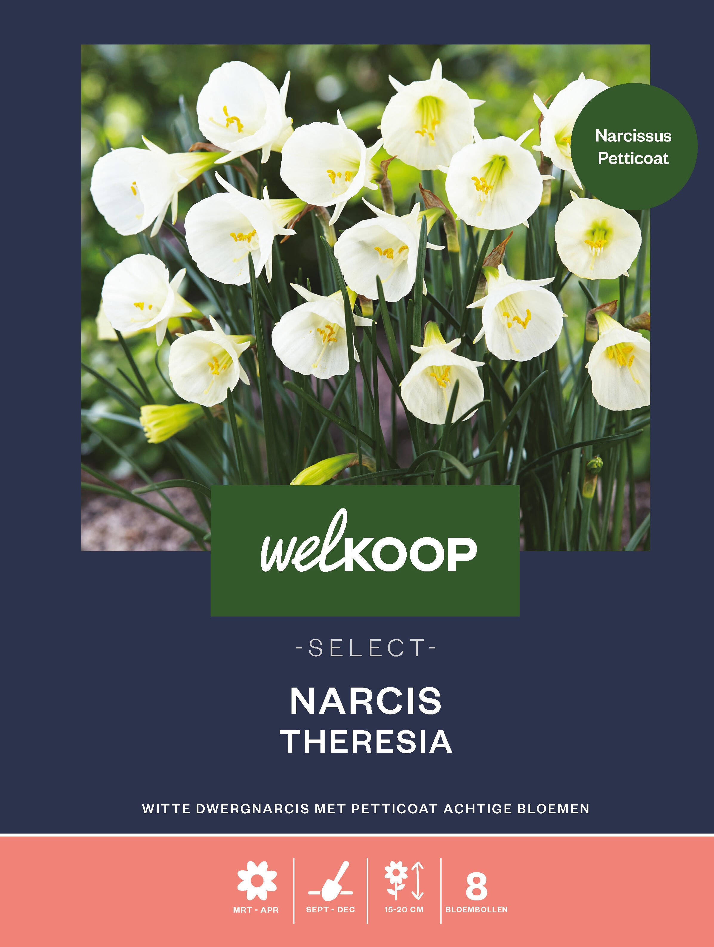 Welkoop Select Narcis Theresia - Bloembollen