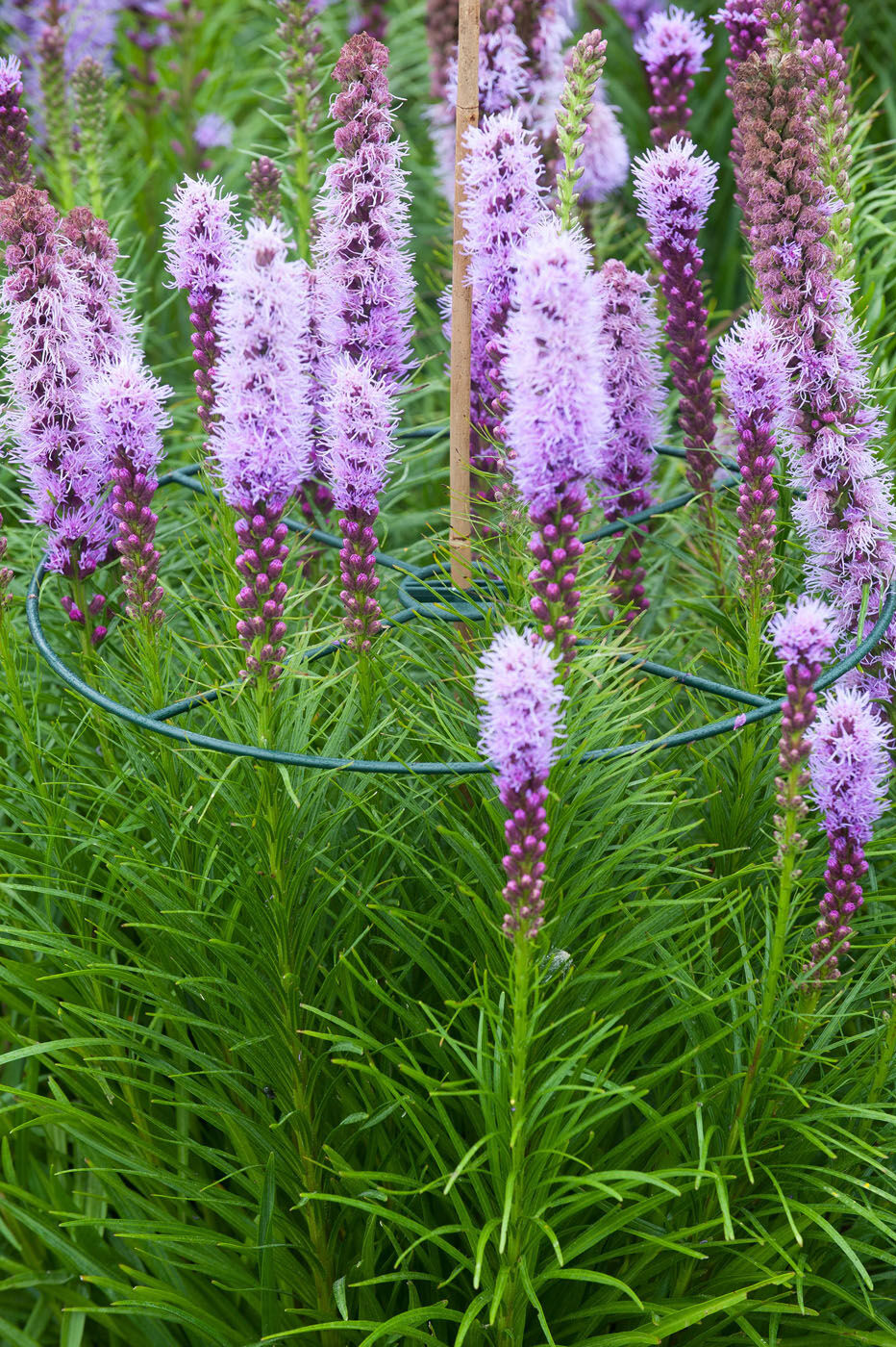 Nature Plantensteun Ø30cm - Klim- en Geleide Artikelen - 30x30x30 cm