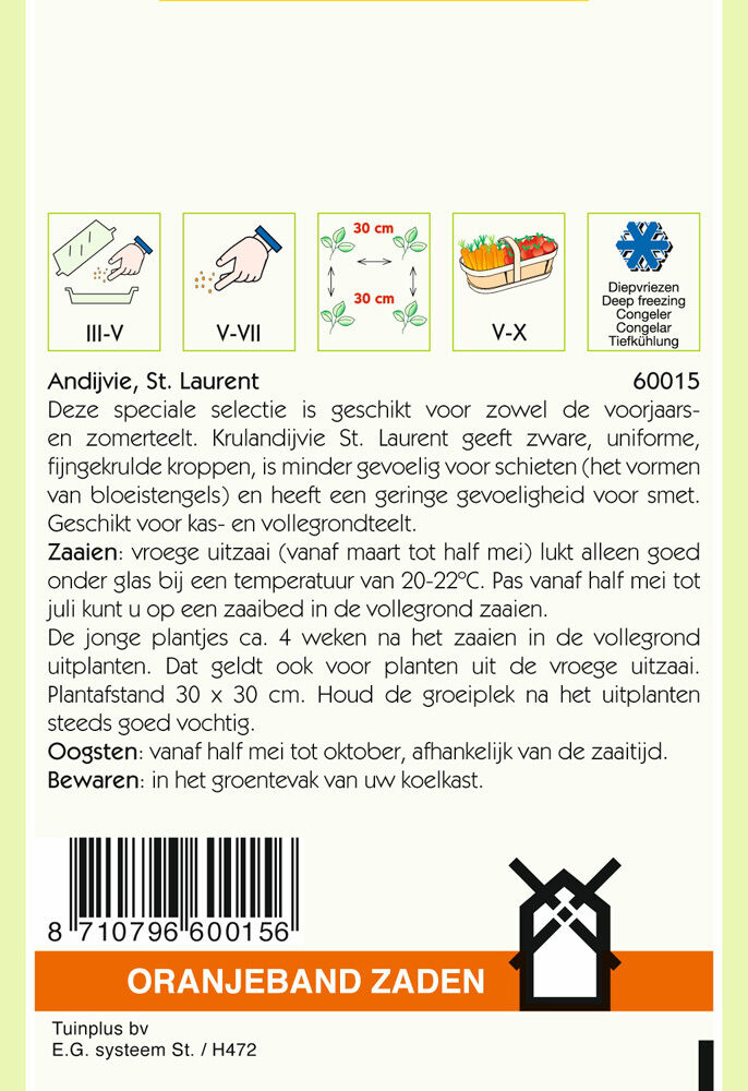 Oranjeband zaden Andijvie st Laurent - Groentezaden