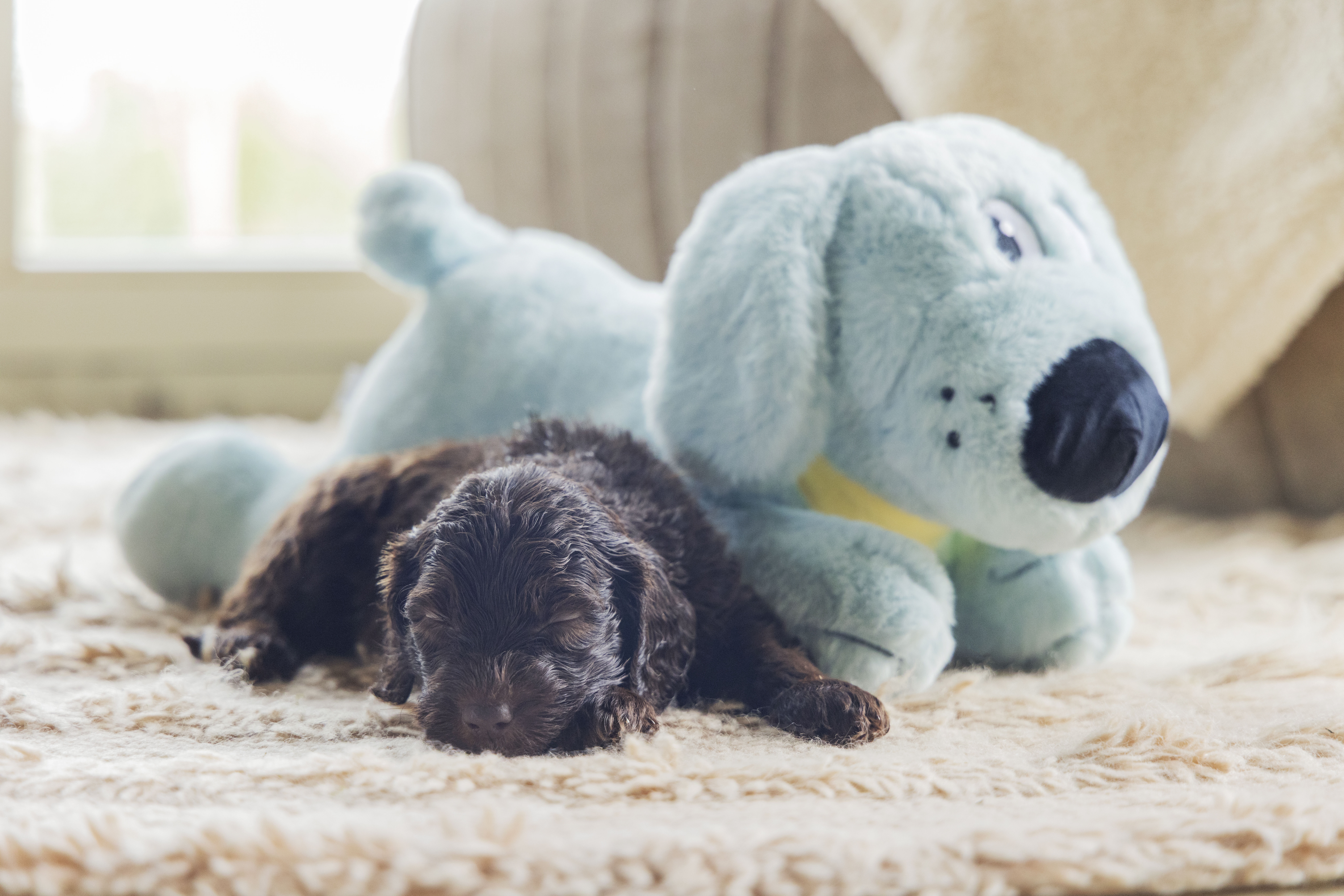 Beeztees Pip Knuffel - Puppyspeelgoed - Blauw - 50x20x21 cm