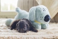 Beeztees Pip Knuffel - Puppyspeelgoed - Blauw - 50x20x21 cm