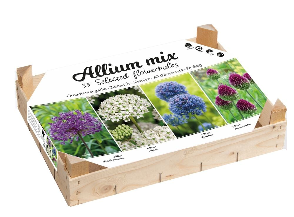 Florex Allium Bloembollen mix - in Kistje