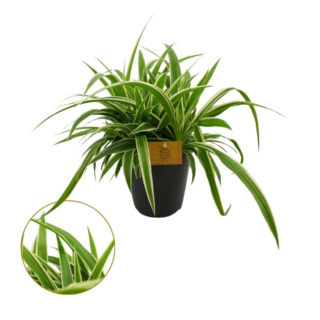 Chlorophytum (graslelie) - Kamerplant