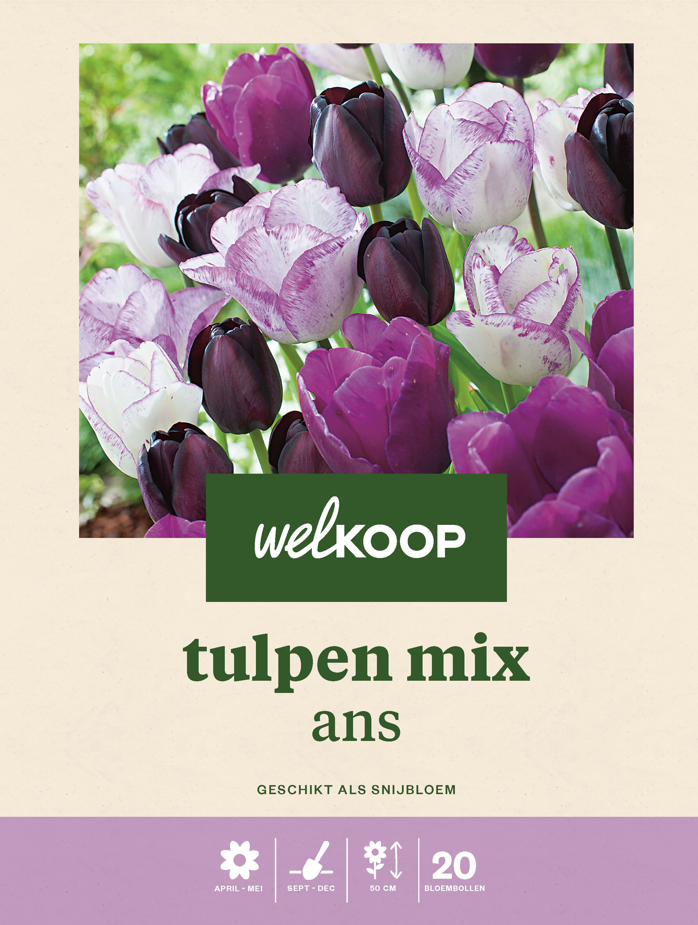 Welkoop Tulpen mix Ans - Bloembollen