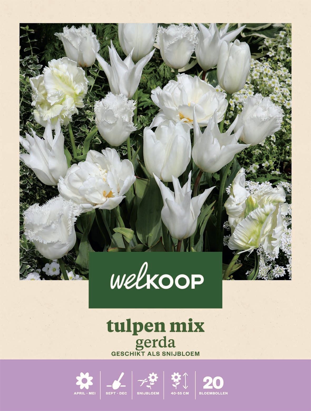 Welkoop Tulp Gerda - Bloembollen