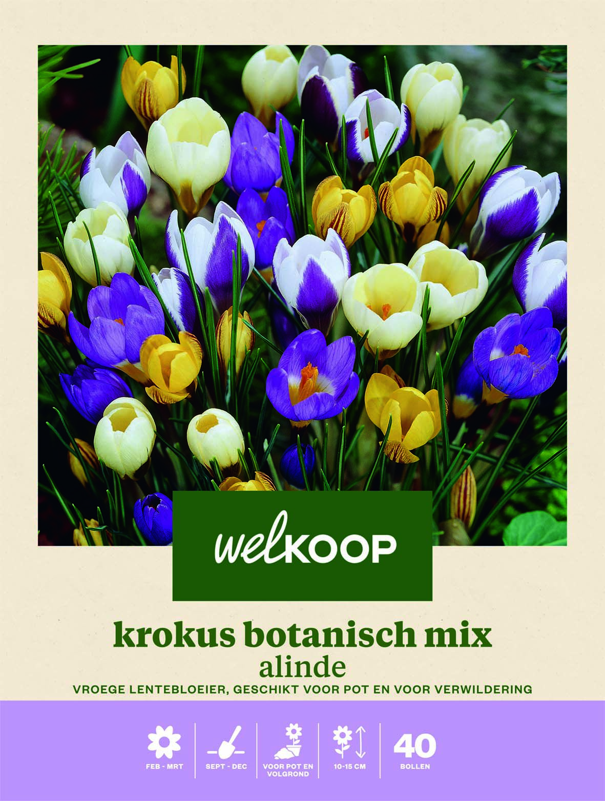 Welkoop Krokus Alinde - Bloembollen Welkoop Krokus Alinde - Bloembollen