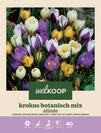 Welkoop Krokus Botanisch mix Alinde - Bloembollen