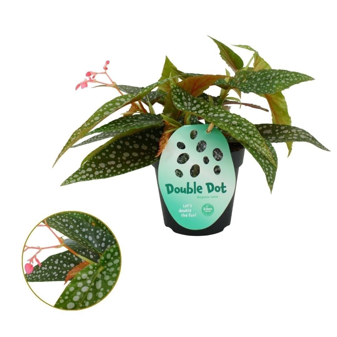 Begonia - Kamerplant