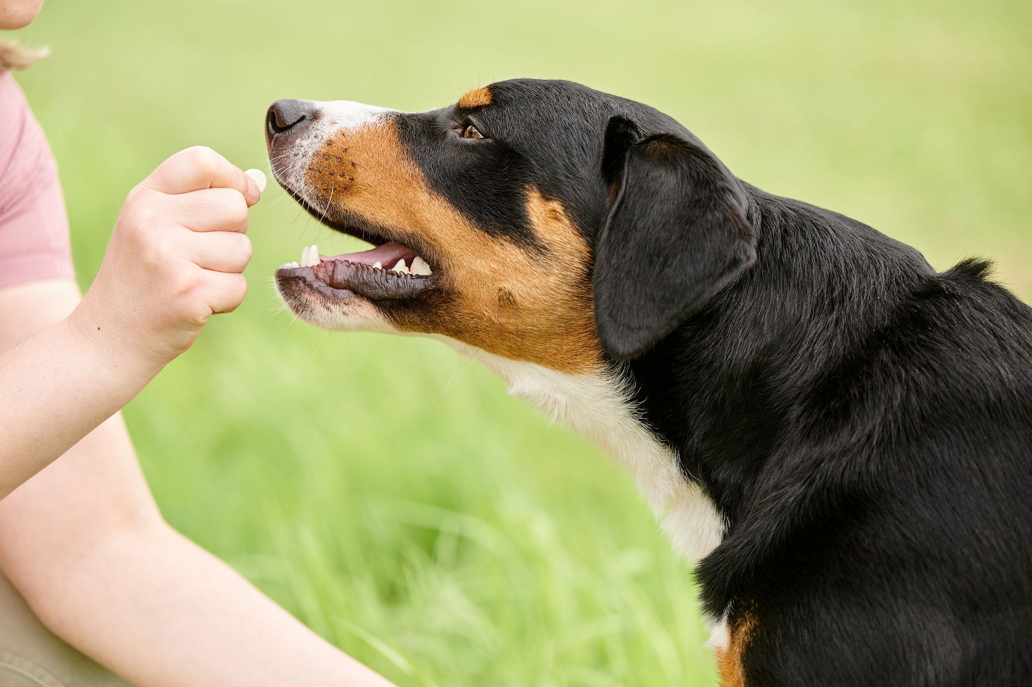 Beaphar Vlo Kill - Anti Vlooien - Tablet Hond - 6 Stuks