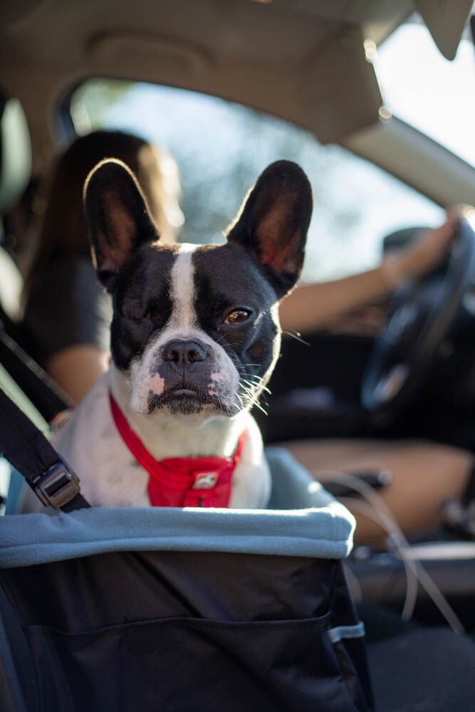 Kurgo Heather - Autostoel - Zwart, beige - 20x40x1 cm