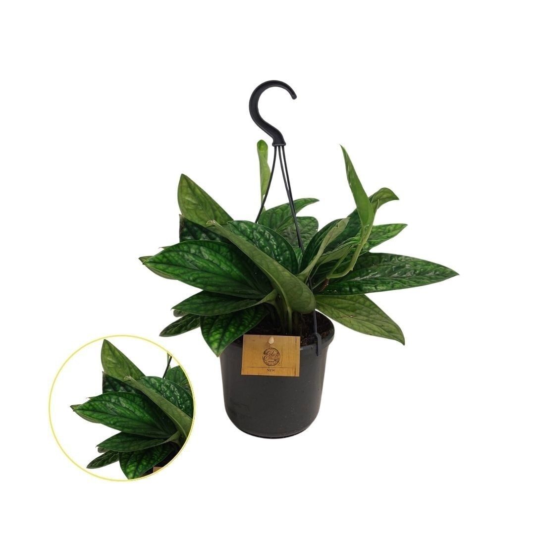 Epipremnum Marble Hangplant - Kamerplant - 15 cm Epipremnum Marble Hangplant - Kamerplant - 15 cm