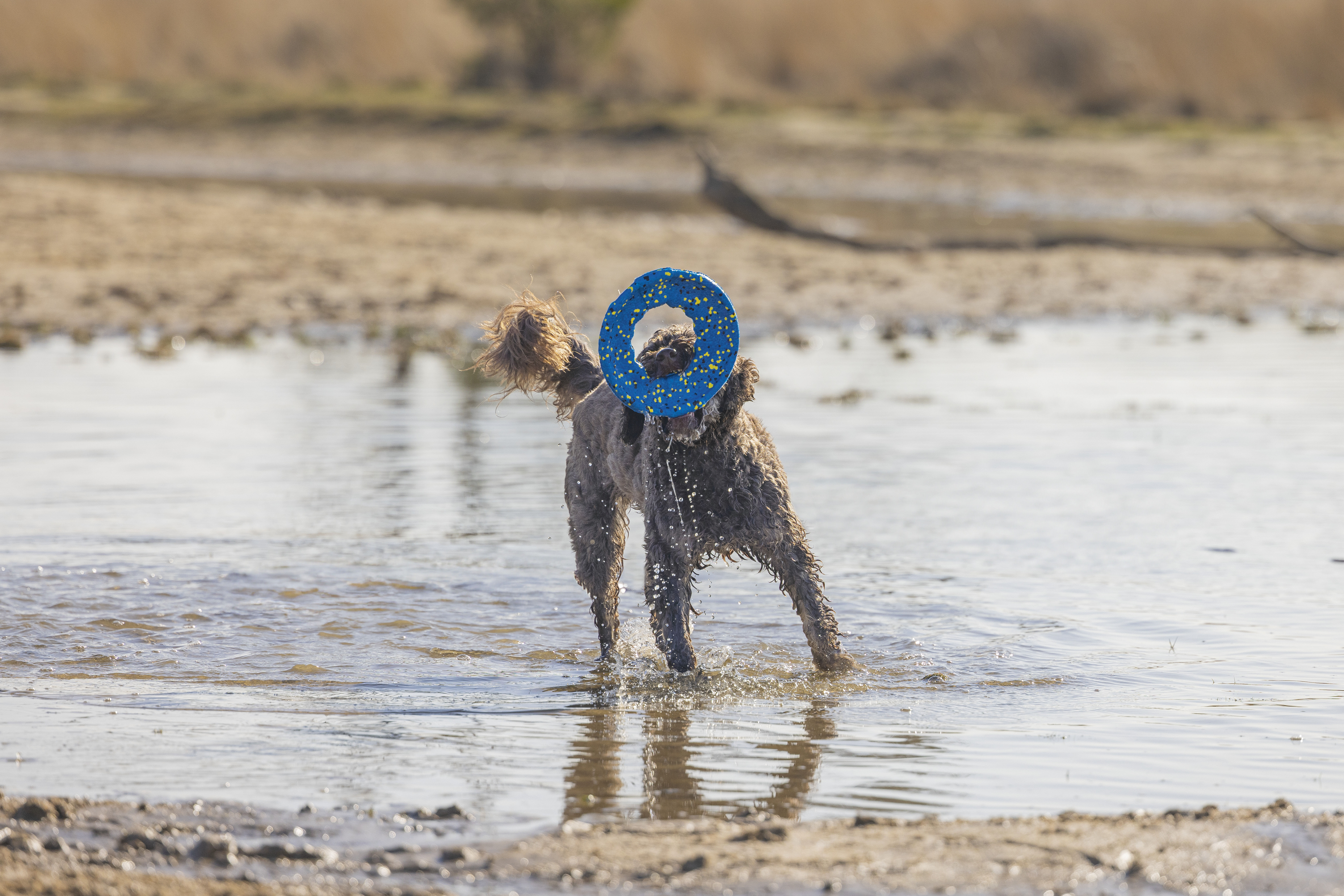 Beeztees Gisa Fetch Frisbee - Hondenspeelgoed
