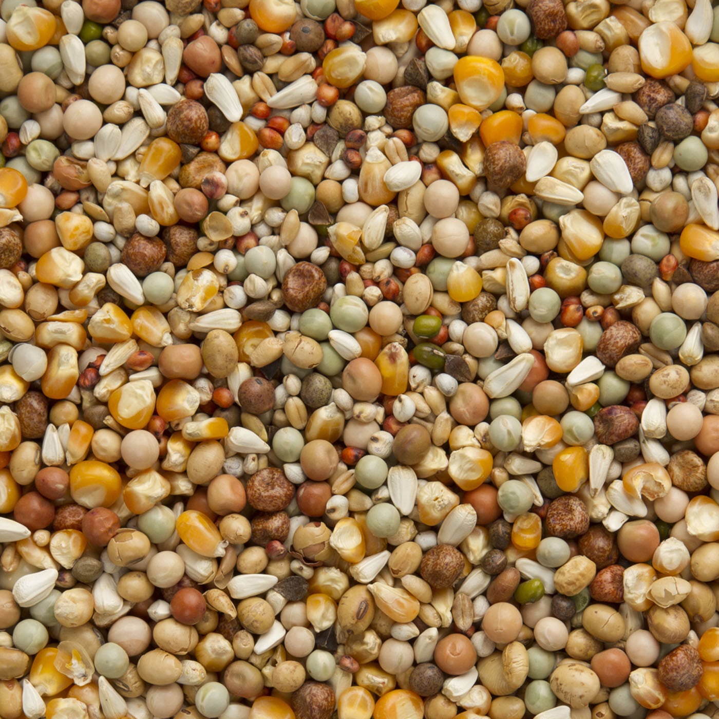 Beyers Premium Super Kweek - Duivenvoer - 20 Kilogram