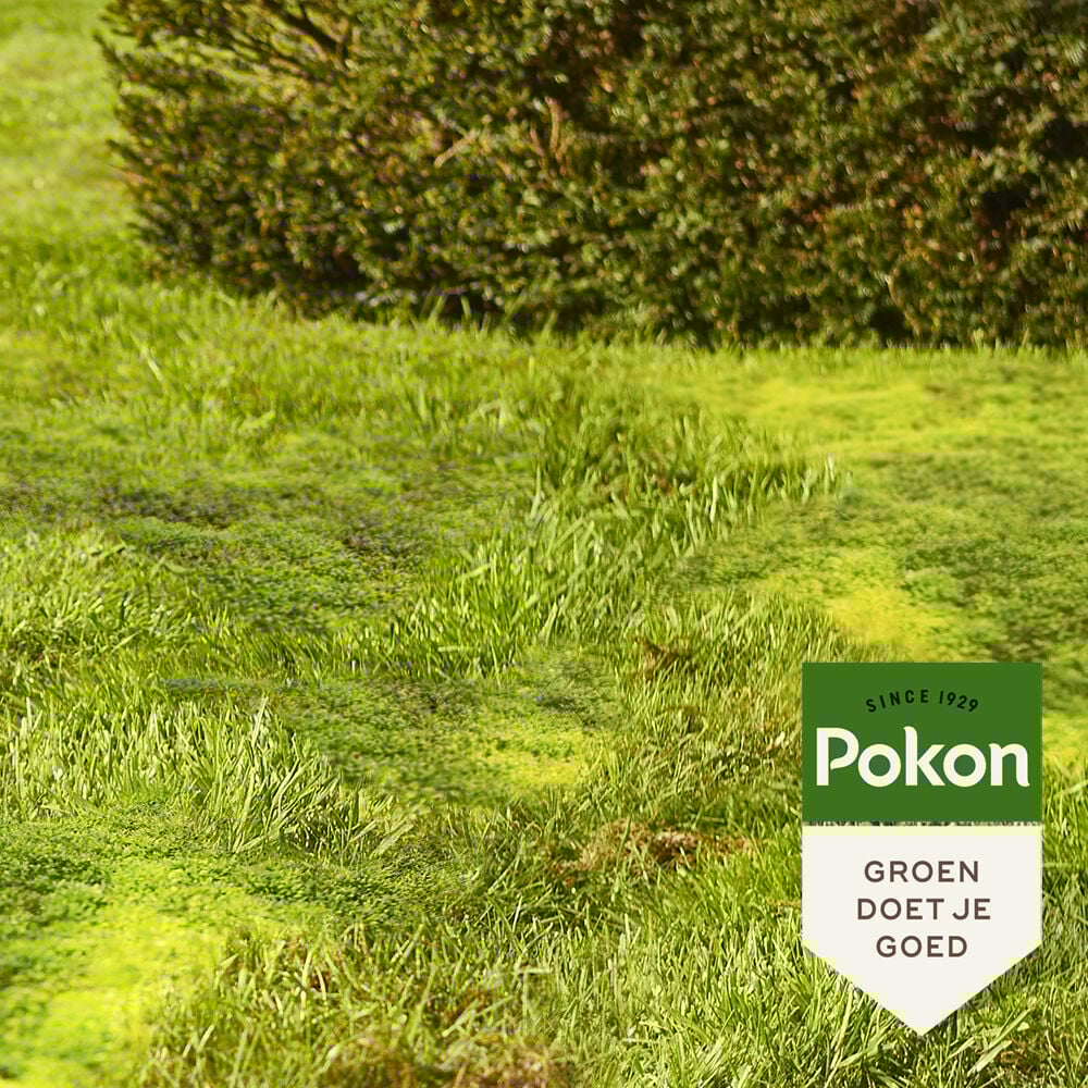 Pokon Mos Weg! - Gazonmeststof - 150 m2 - 5.25 Kilogram