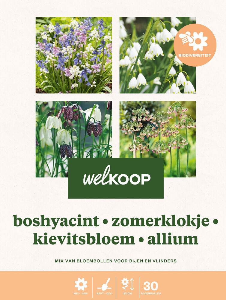 Welkoop Hyacint Kievitsbloem Allium Biodiversiteit  - Bloembollen