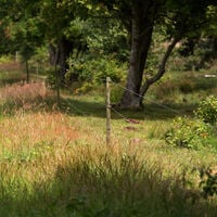 Gallagher Insultimber Tussenpaal - Afrasteringspaal - 2.6 cm - 110 cm - 100 cm