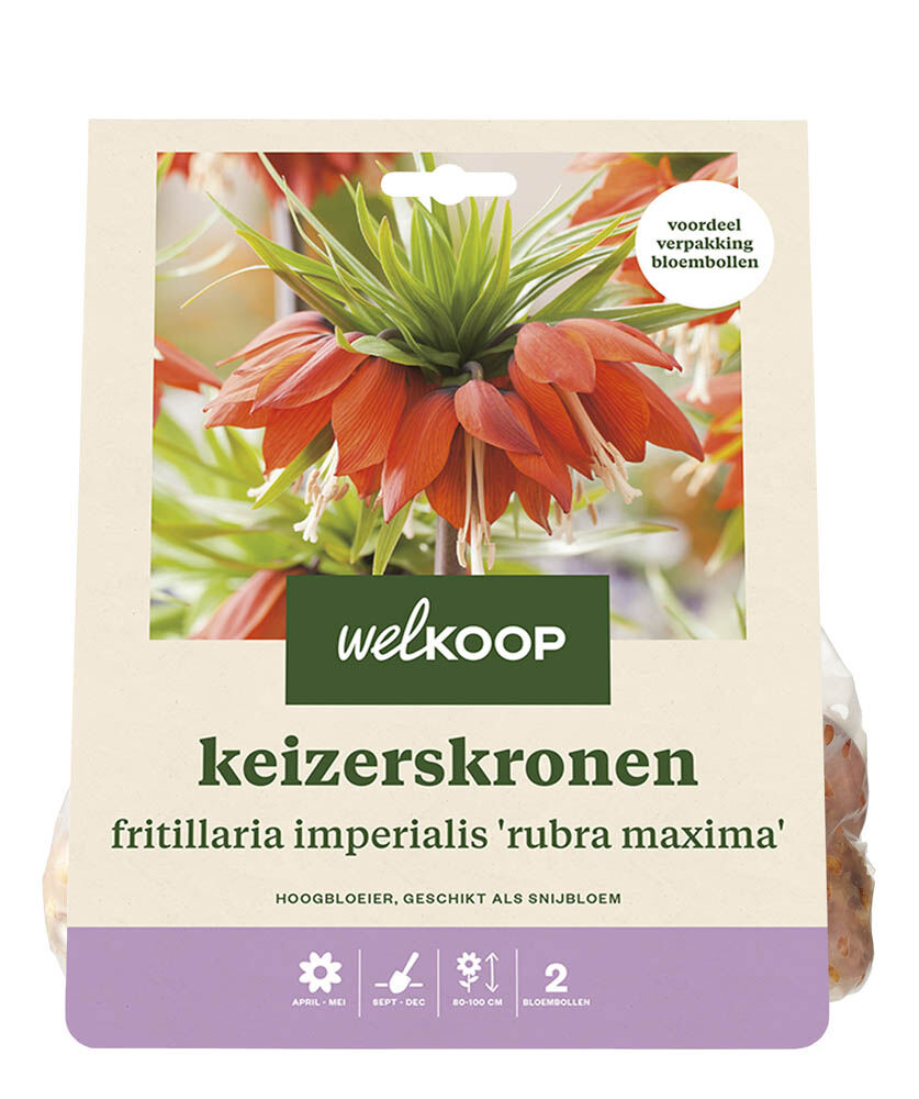 Welkoop Keizerskronen Sanja - Bloembollen