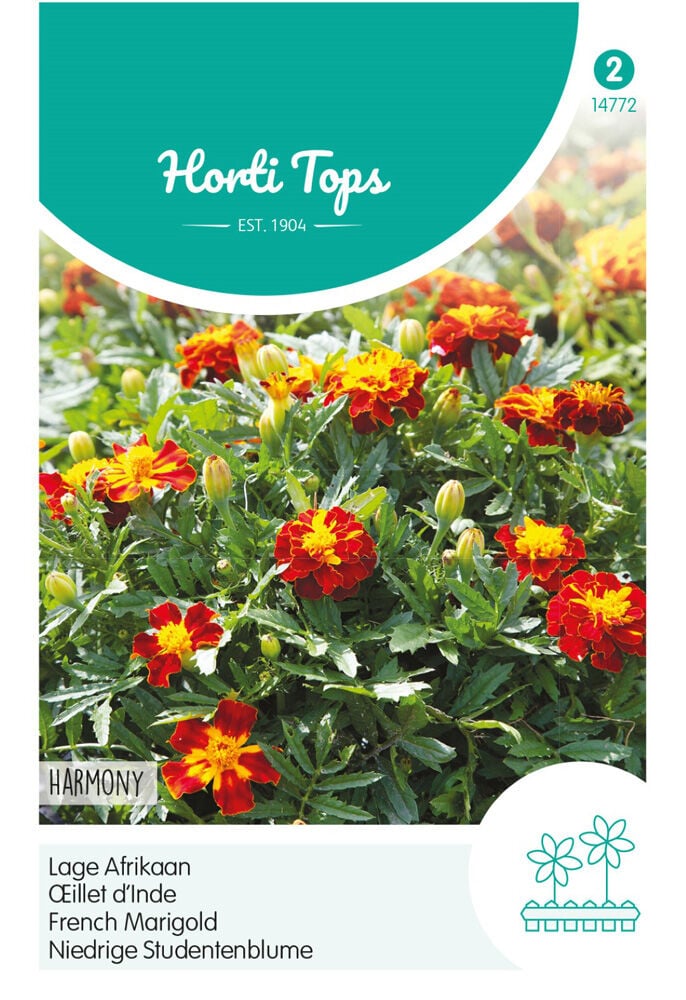 Hortitops Lage Afrikaan Harmony Boy - Bloemzaden
