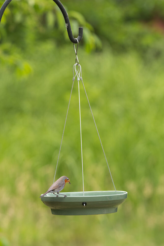 CJ Wildlife Vesi - Waterschaal - Groen - 6x26x26 cm