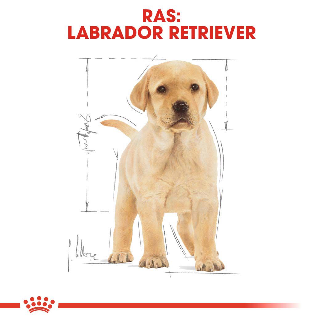 Royal Canin BHN Labrador Retriever Puppy - Hondenvoer - 12 Kilogram - gevogelte