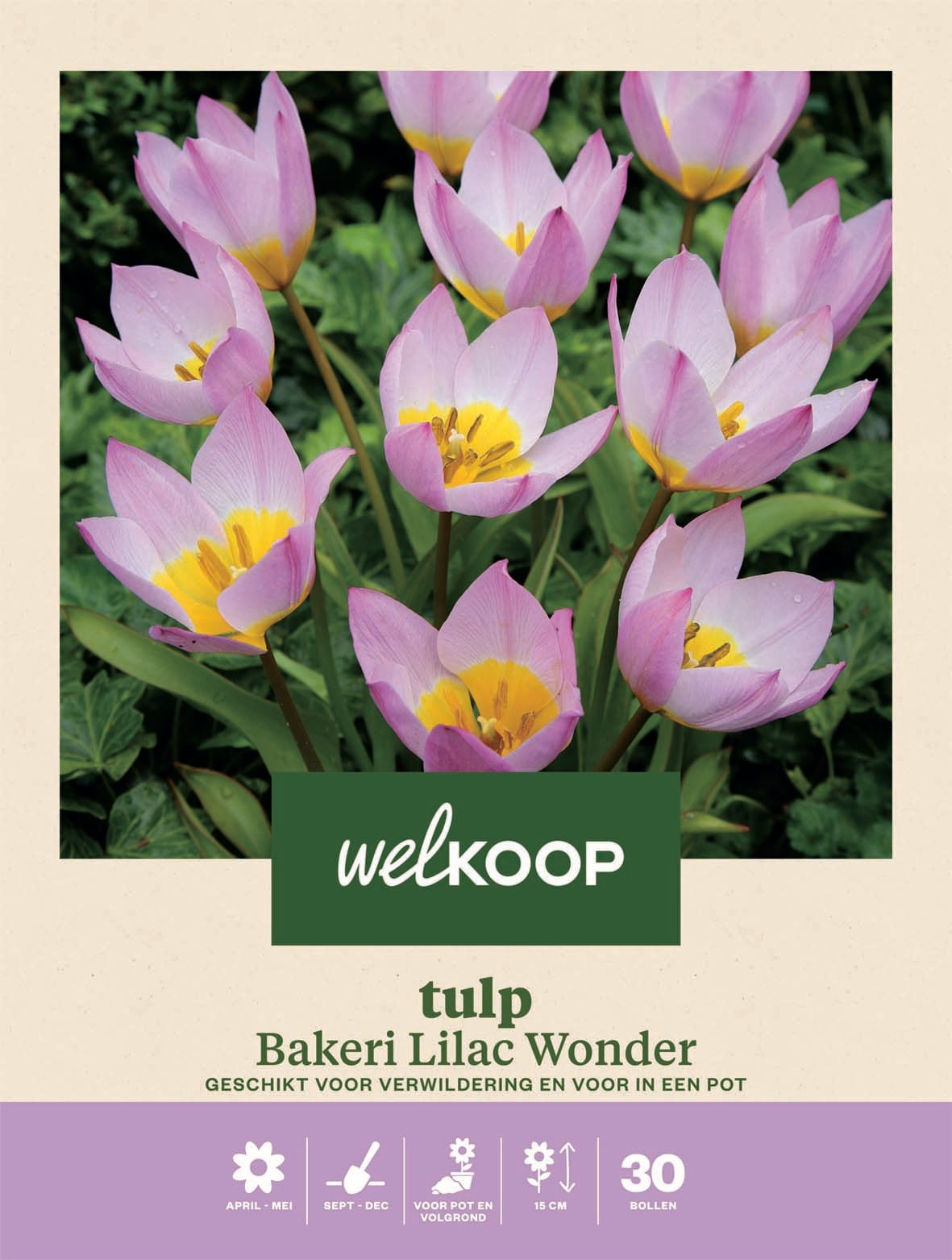 Welkoop Tulp Bakeri Lilac Wonder - Bloembollen Welkoop Tulp Bakeri Lilac Wonder - Bloembollen