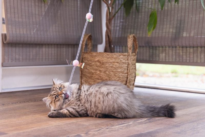 Beeztees Hengel Libelle - Kattenspeeltje - Multi