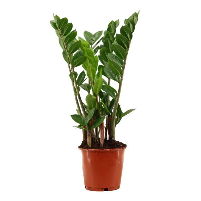 Zamioculcas (ZZ plant) - Kamerplant - 14 cm Zamioculcas (ZZ plant) - Kamerplant - 14 cm