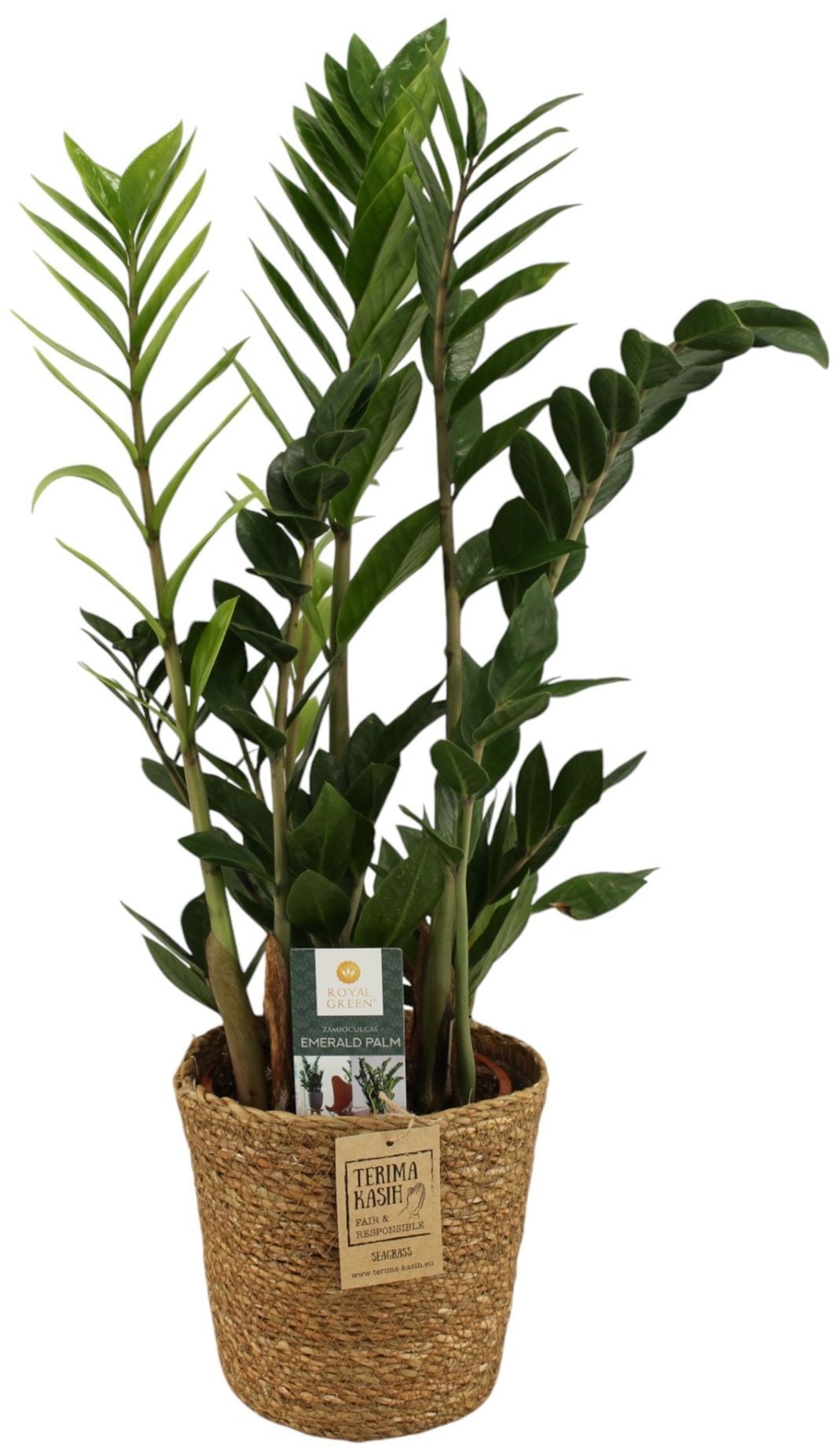 Zamioculcas in Mand - Kamerplant - 17 cm Zamioculcas in Mand - Kamerplant - 17 cm