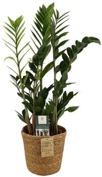 Zamioculcas in Mand - Kamerplant - 17 cm