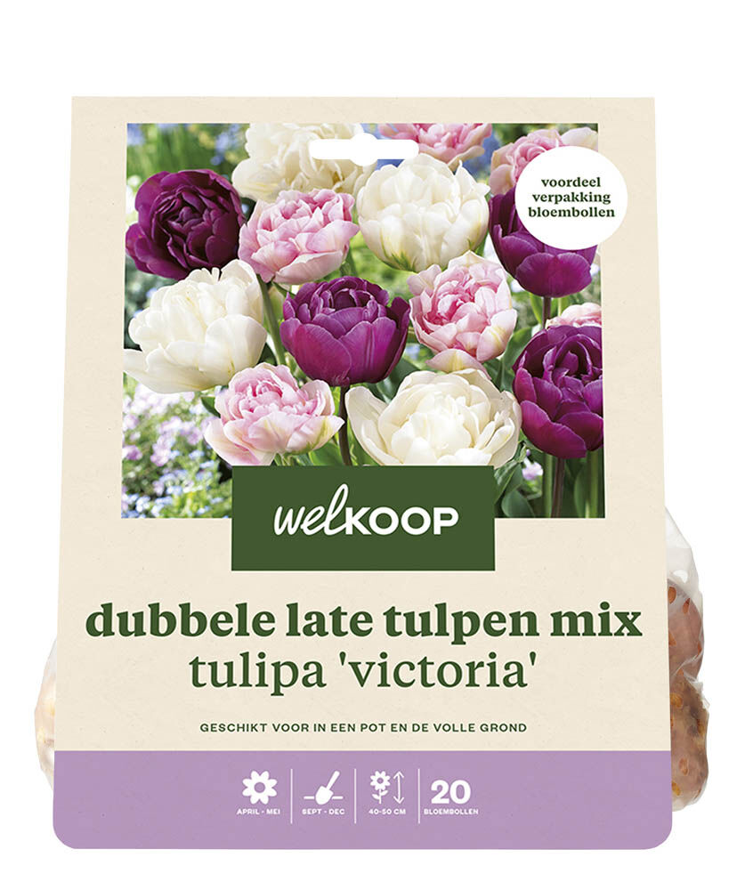 Welkoop Dubbele Tulpen mix  Rianne - Bloembollen