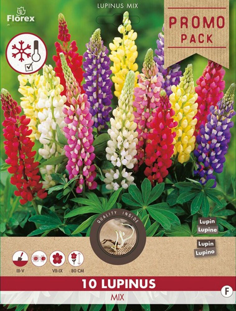 Florex Lupine - Bloembollen