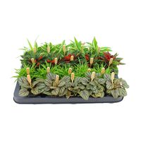 Bambino - Kamerplant - 5.5 cm