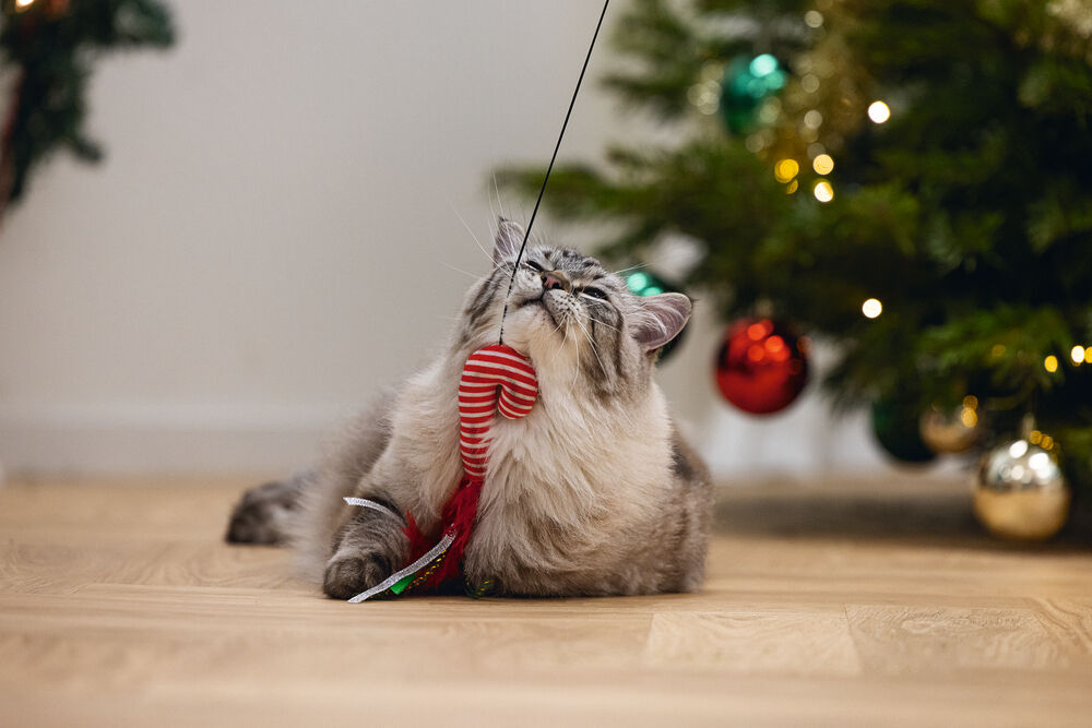 Beeztees Kattenhengel Zuurstok - Kattenspeeltje - Multi - 40 cm