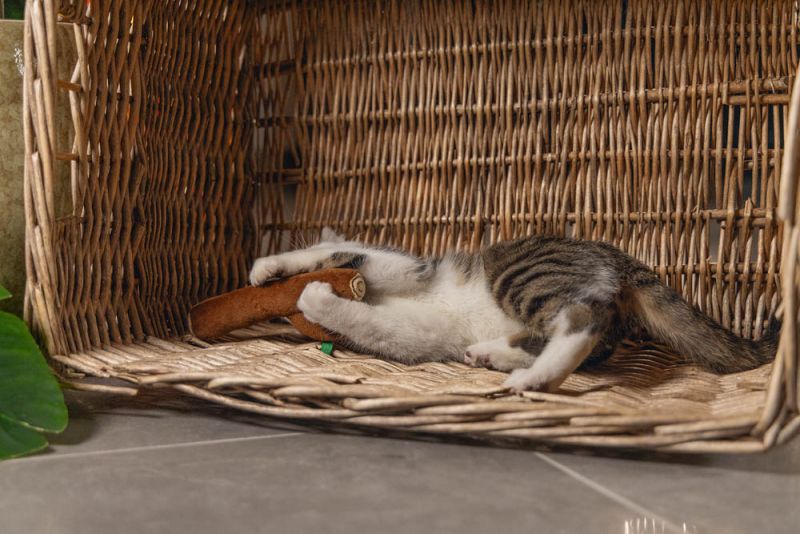 Beeztees Boomstam Jungle - Kattenspeeltje - Bruin